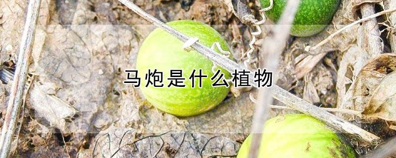 马炮是什么植物（炮仗花属于什么植物）