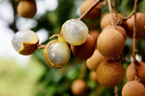 桂花和桂圆有关系吗