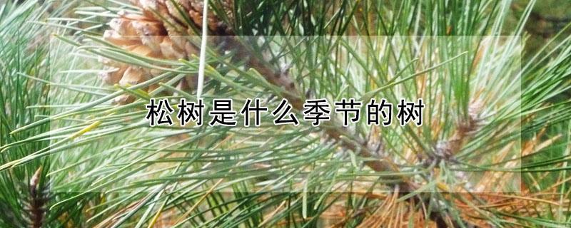 松树是什么季节的树（松树什么季节有）