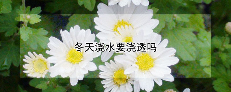 冬天浇水要浇透吗 冬天浇水要浇透吗