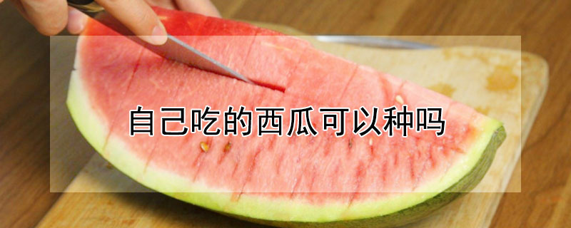 自己吃的西瓜可以种吗 自己吃的西瓜可以种吗