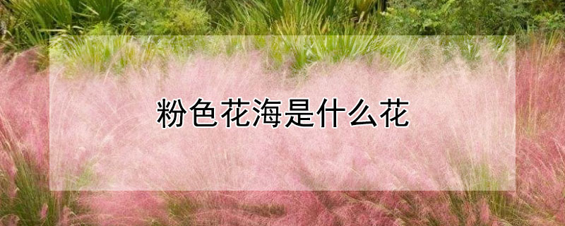粉色花海是什么花 粉色花海是什么花图片