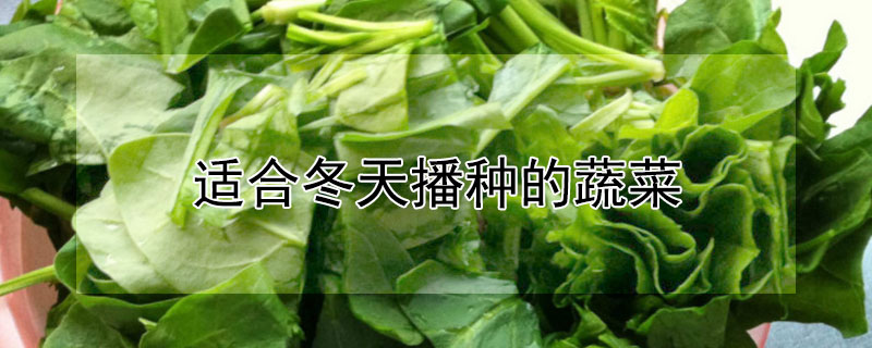 适合冬天播种的蔬菜（适合冬天播种的蔬菜有哪些）