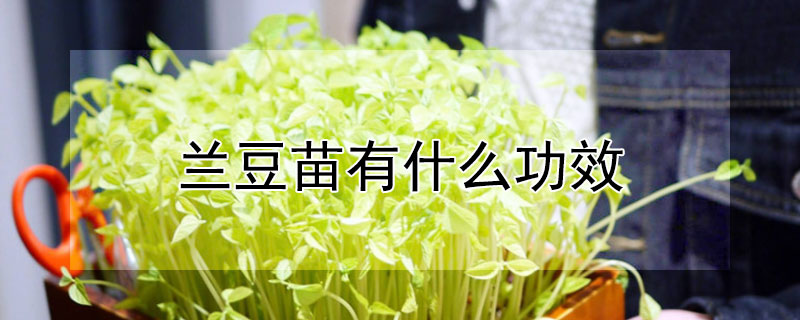 兰豆苗有什么功效（兰豆苗的功效）
