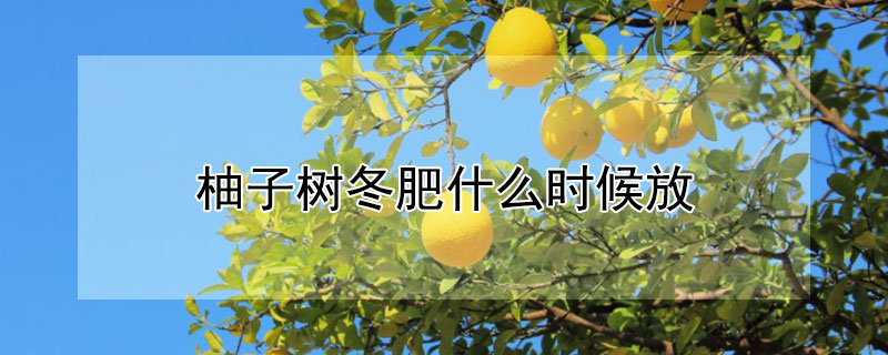 柚子树冬肥什么时候放（柚子树冬肥什么时候施肥好）