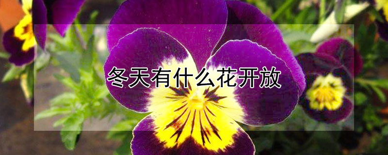 冬天有什么花开放 昆明冬天有什么花开放