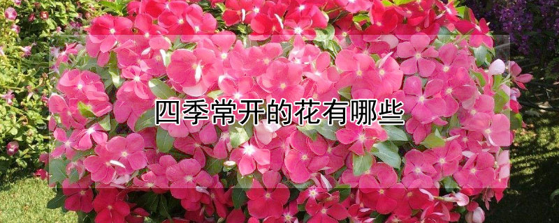 四季常开的花有哪些（四季常开的花有哪些品种）