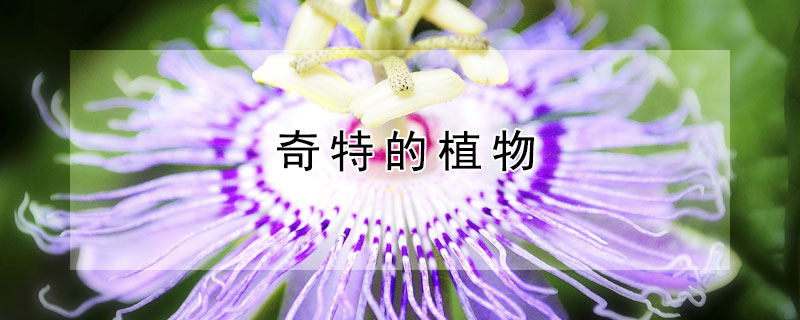 奇特的植物 奇特的植物有哪些及特点