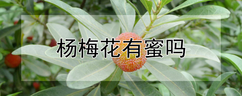 杨梅花有蜜吗 杨梅开花有蜜吗?