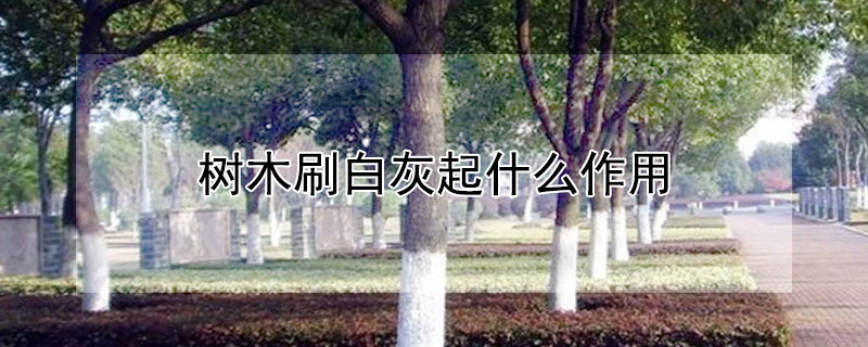 树木刷白灰起什么作用 树木刷白灰的作用