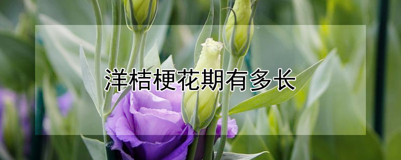 洋桔梗花期有多长（洋桔梗的花期有多长）