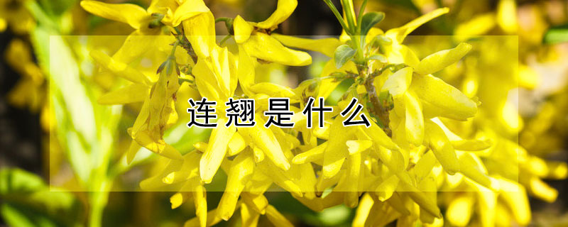 连翘是什么（连翘是什么植物）