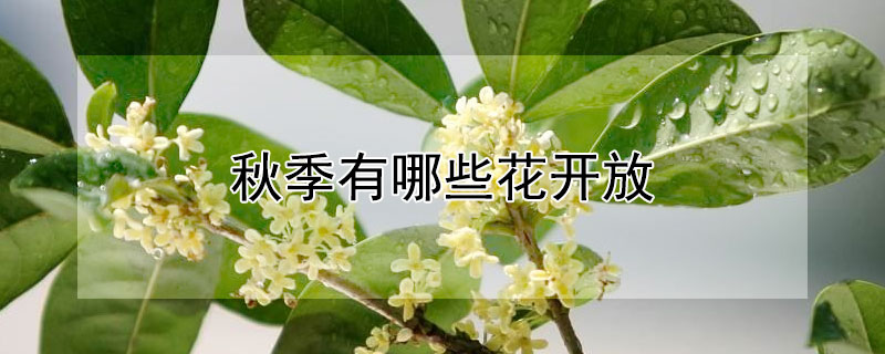 秋季有哪些花开放 秋季有哪些花开放的图片