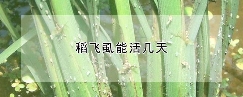 稻飞虱能活几天（飞虱吃水稻吗）