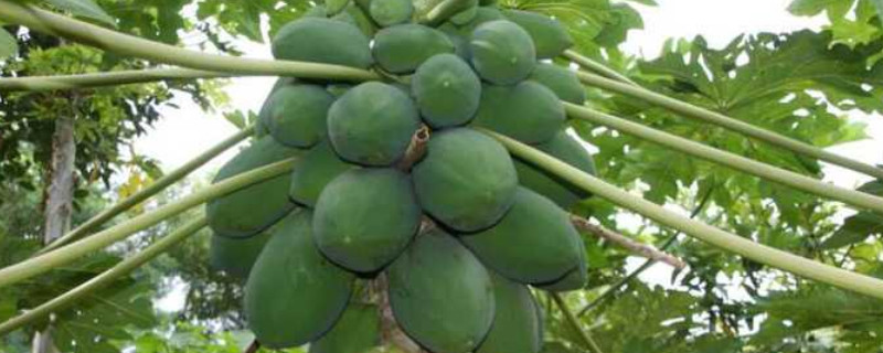 木瓜树怎样做盆景 木瓜树可以做盆景吗