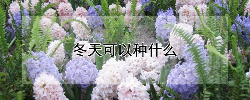 冬天可以种什么 冬天可以种什么盆栽