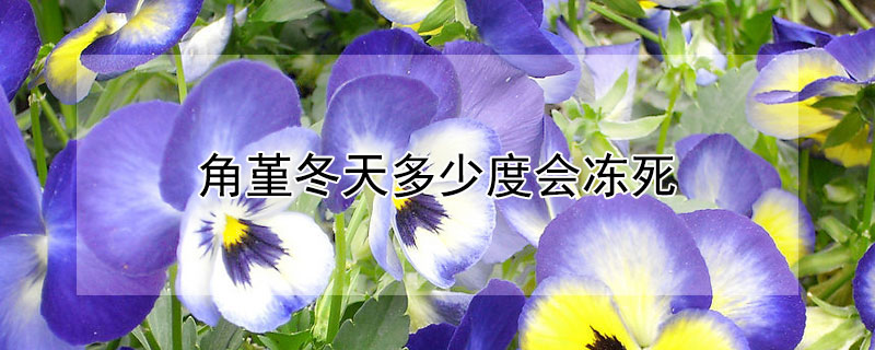 角堇冬天多少度会冻死（角堇冬天会死吗）