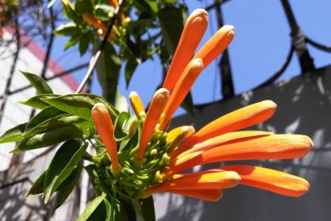 不招虫的爬藤植物