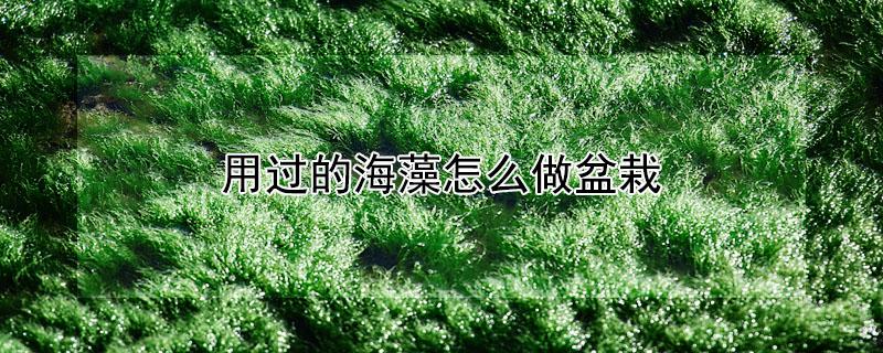 用过的海藻怎么做盆栽（海藻怎么种植好看）