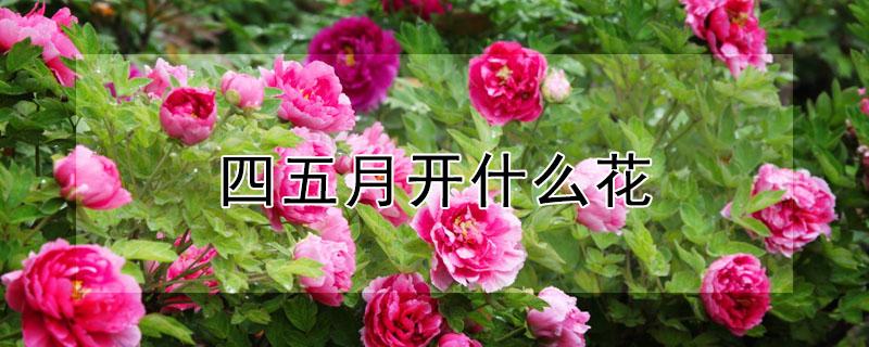 四五月开什么花 四五月开什么花最好