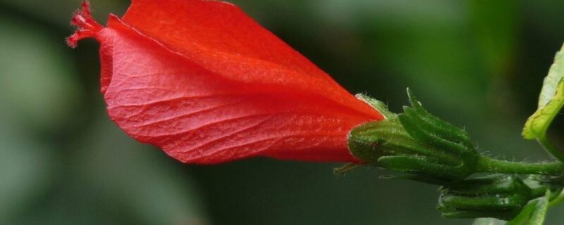 悬铃花繁殖方法 悬铃花繁殖方法视频