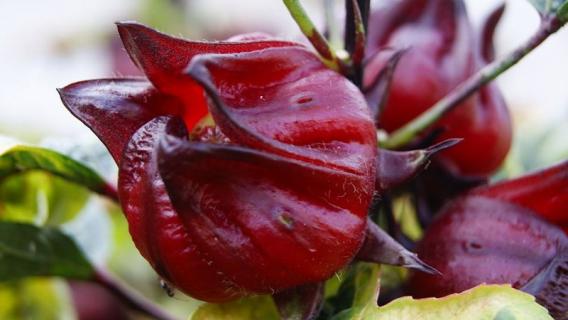 红桃k种植方法和时间 红桃k种植方法和时间和地域