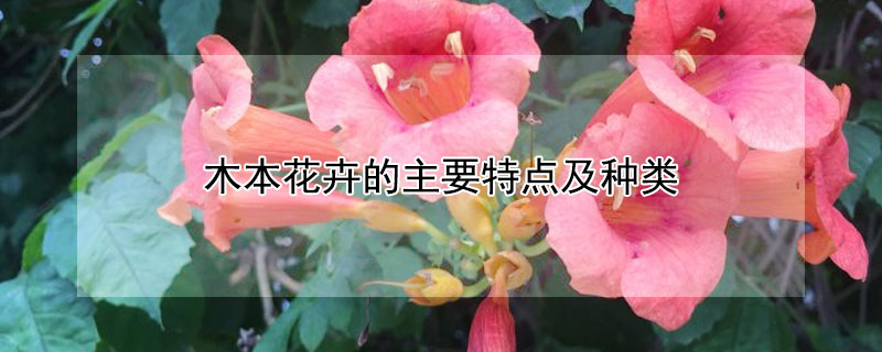 木本花卉的主要特点及种类（木本花卉的主要特点及种类图片）
