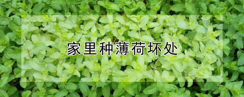 家里种薄荷坏处 家里种薄荷坏处是什么