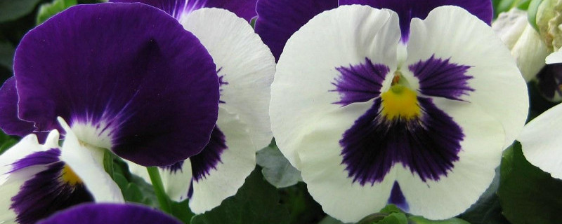 三色堇的种植和注意事项（三色堇种植方法和管理）