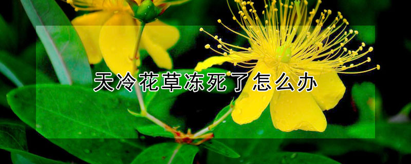 天冷花草冻死了怎么办 什么花草冬天冻不死