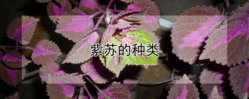 紫苏的种类（紫苏的种类有几种）