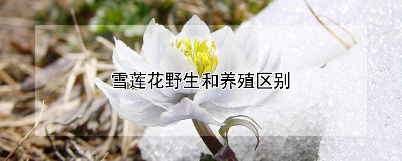 雪莲花野生和养殖区别 种植的雪莲花和野生的有什么区别