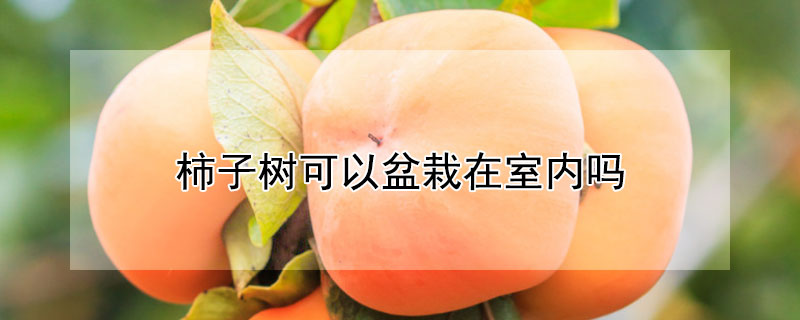柿子树可以盆栽在室内吗（柿子树可以盆栽在室内吗冬天）