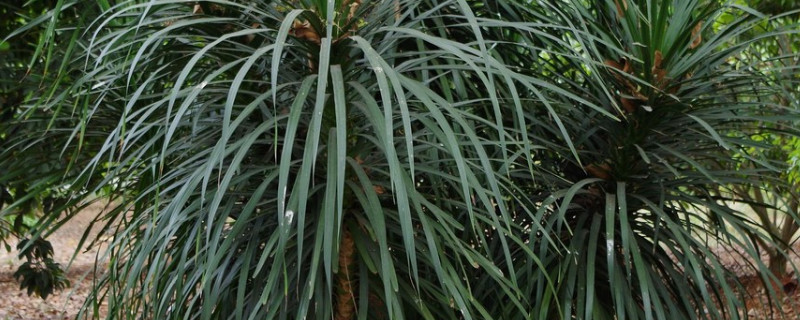 龙须树叶子尖变黑啥原因 龙须树叶子尖发黄