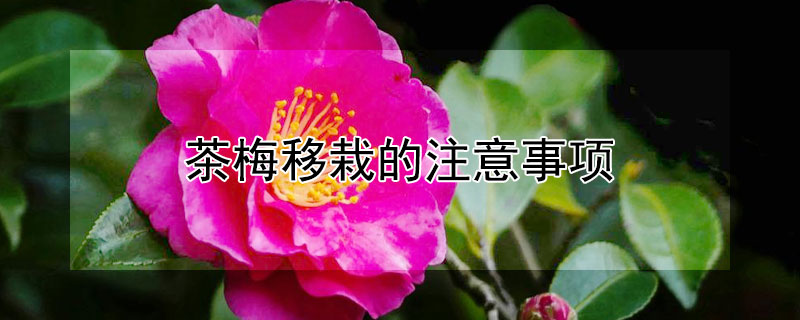 茶梅移栽的注意事项 茶梅的种植方法和注意事项