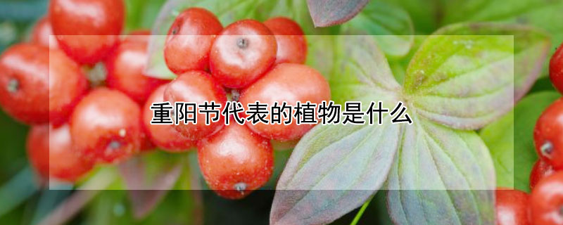 重阳节代表的植物是什么 重阳节佩戴的是哪种植物