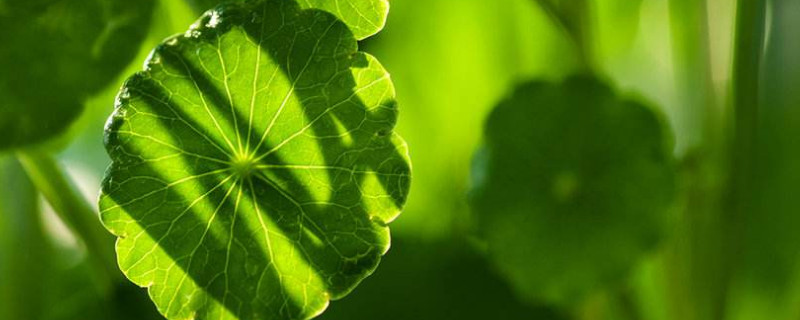 金钱草和车前草的区别（金钱草和车前草的区别图片）