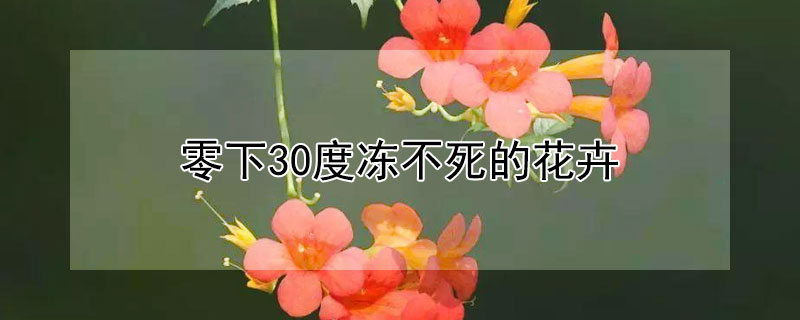 零下30度冻不死的花卉 室内零度冻不死的花