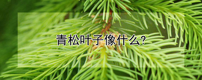 青松叶子像什么? 青松叶子像什么?(比喻句