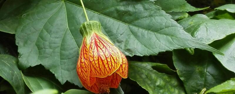 纹瓣悬铃花黄叶怎么办（纹瓣悬铃花的养殖方法和注意事项）