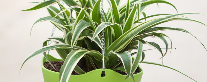 吊兰是不是兰花的一种（吊兰是不是兰花的一种花）