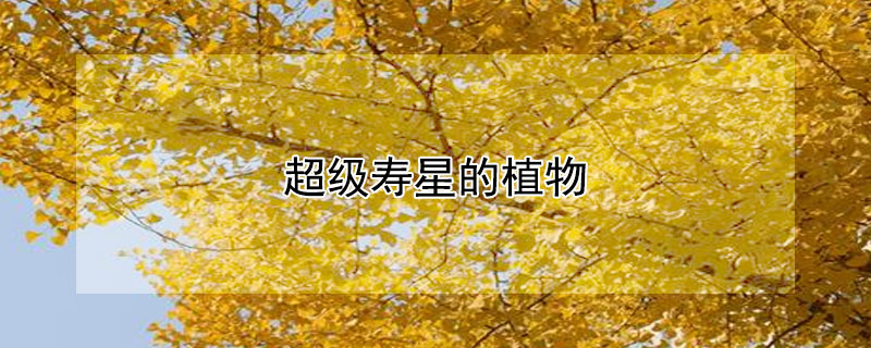 超级寿星的植物（超级寿星的植物是什么）