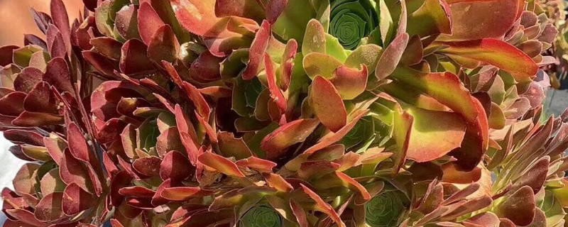 多肉法师长气根的原因 法师多肉长气根怎么办