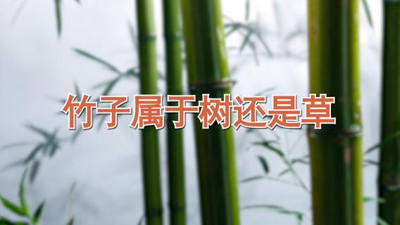 竹子属于树还是草（竹子属于树还是草本植物吗?）