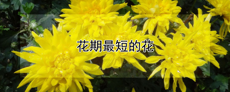 花期最短的花（花期最短的花是什么花）