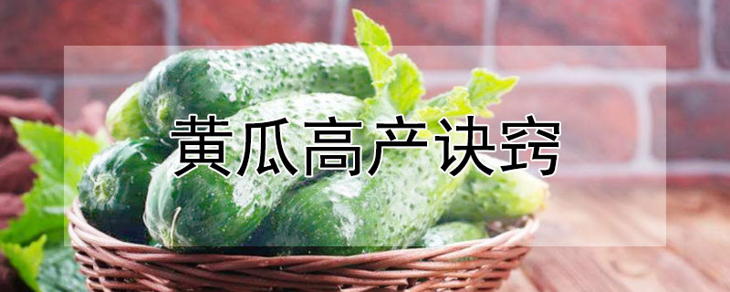 黄瓜高产诀窍 黄瓜高产秘诀