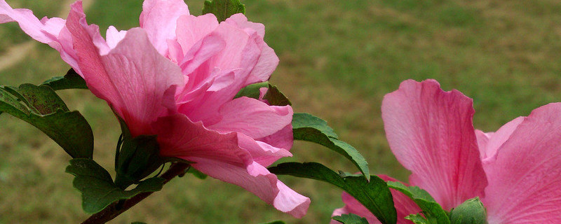 紫荆花在北方能过冬吗 紫荆花在北方能过冬吗为什么