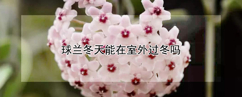 球兰冬天能在室外过冬吗（球兰冬天能开花吗）