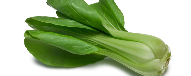 怎么移栽青菜 怎么移栽青菜种子