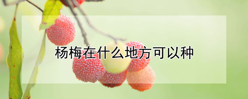 杨梅在什么地方可以种（杨梅在什么地方可以种植）